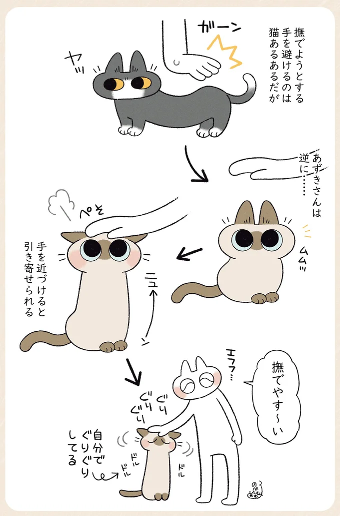 うちの猫が背後から怒ってくる原因は？その「かわいい理由」にキュン／やっぱり!!!!! シャム猫あずきさん 12860801.webp