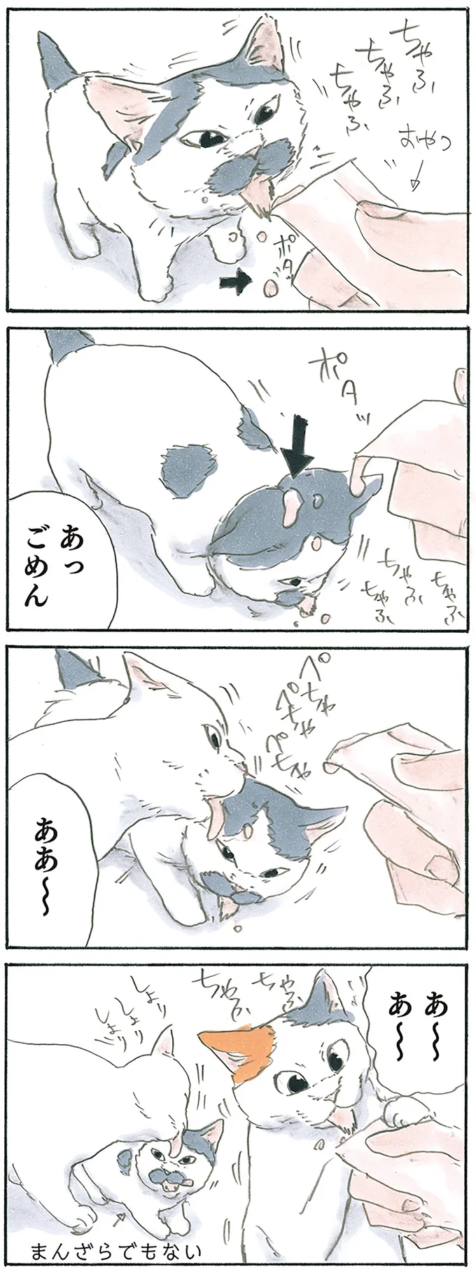 『拾い猫のモチャ1～8』 12975964.webp