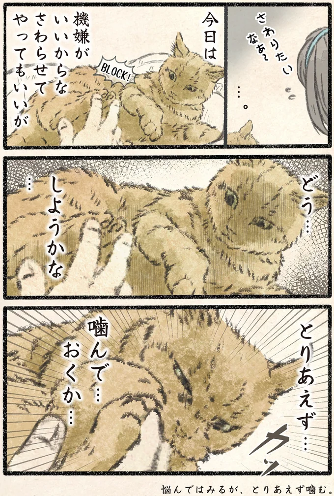 『今日もネコ様の圧が強い2』 23.webp