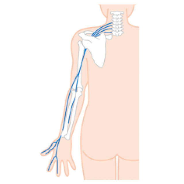 「首まわりの不調」は「手指の痛み」の原因に？ 痛みに関わる「3つの神経」を麻酔科医が解説 P057_01.jpg