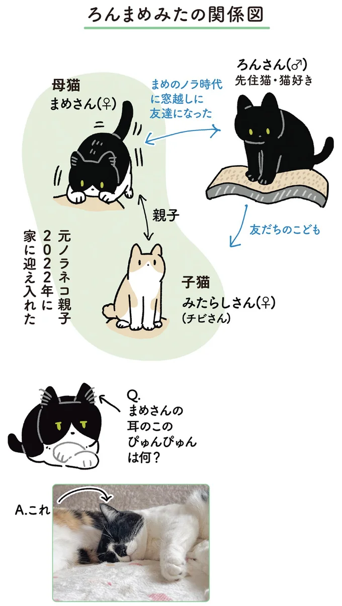 猫のかわいい「お手伝い」。飼い主が爪とぎを押さえるのを見た愛猫たちは...／黒猫ろんと暮らしたら 13202167.webp