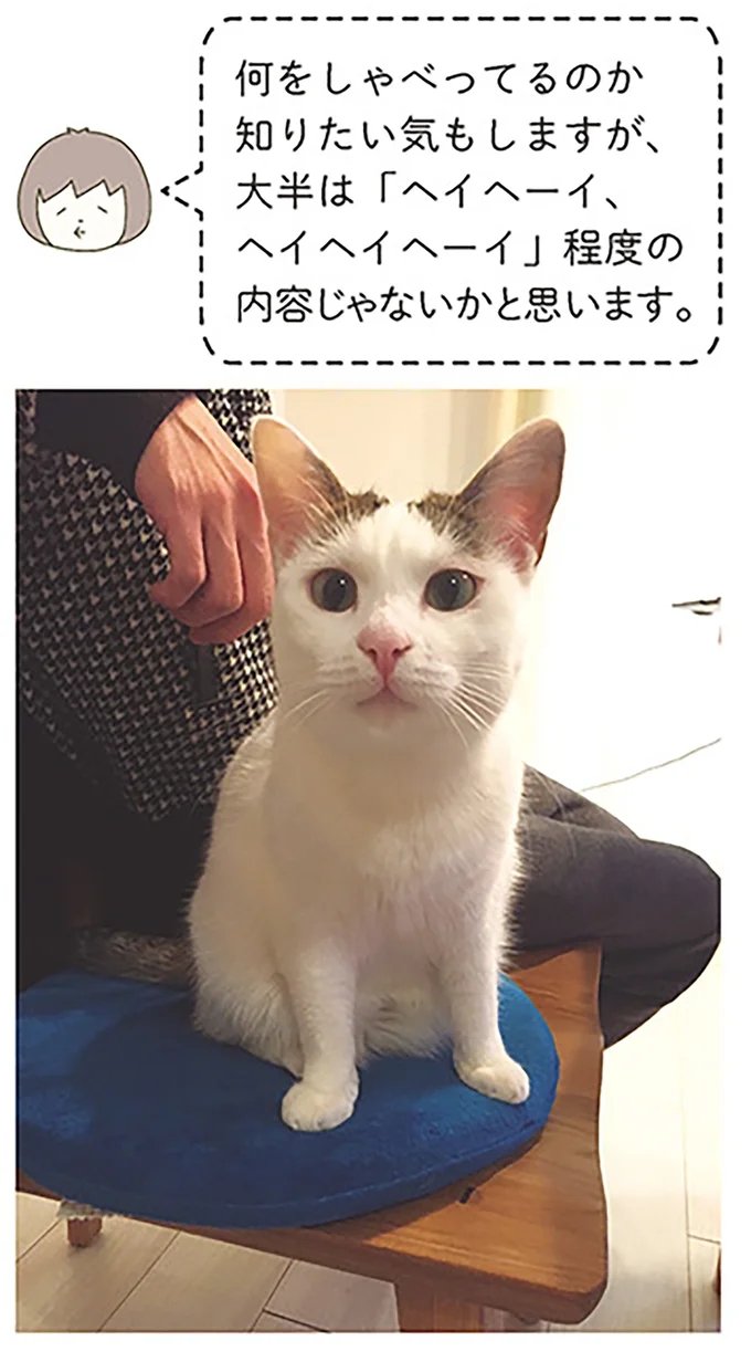 『うちの猫がまた変なことしてる。』 13299083.webp