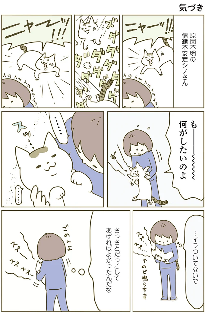 『うちの猫がまた変なことしてる。』 13299086.webp