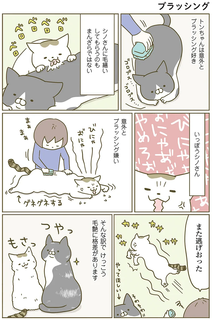 『うちの猫がまた変なことしてる。』 13299092.webp