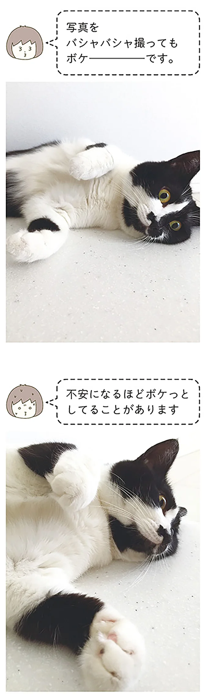 『うちの猫がまた変なことしてる。』 13299094.webp