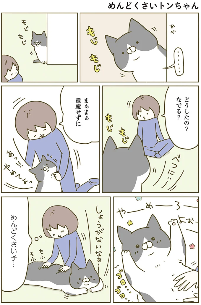 『うちの猫がまた変なことしてる。』 13299097.webp