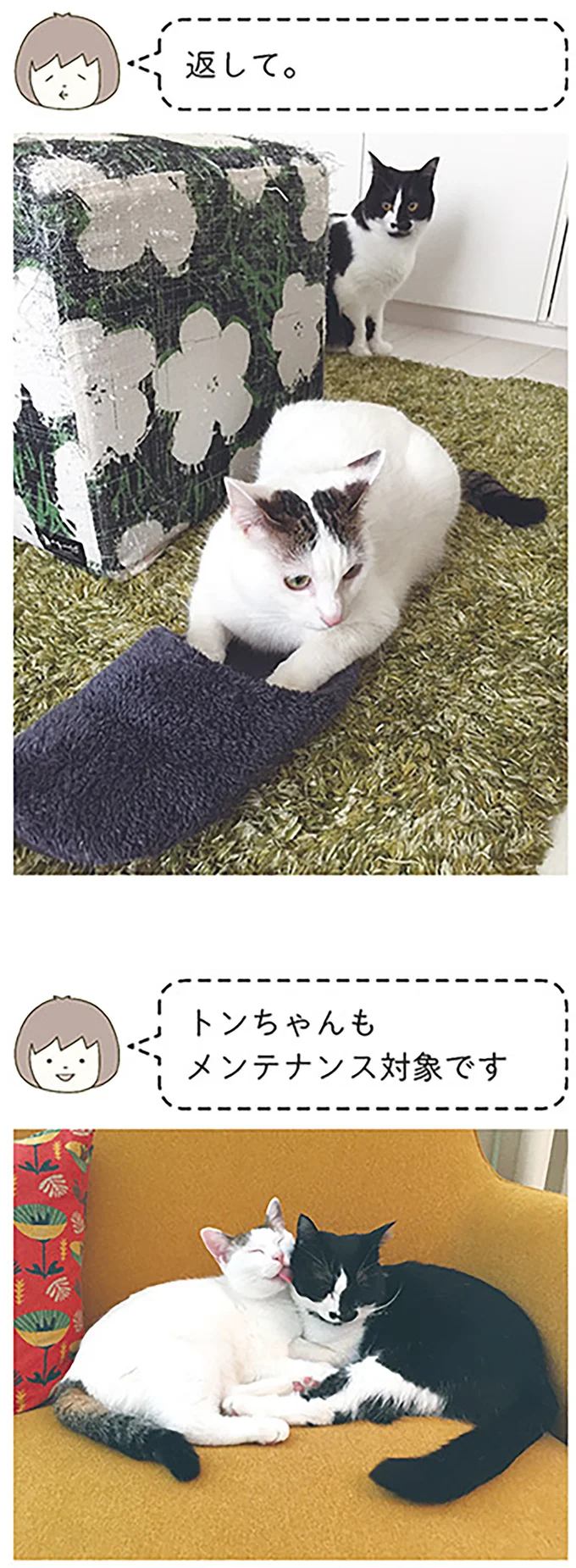 『うちの猫がまた変なことしてる。』 13299104.webp