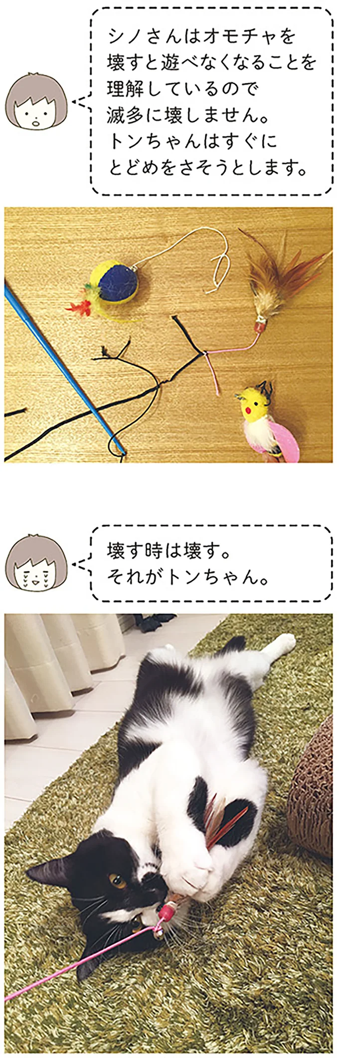 『うちの猫がまた変なことしてる。』 13299118.webp