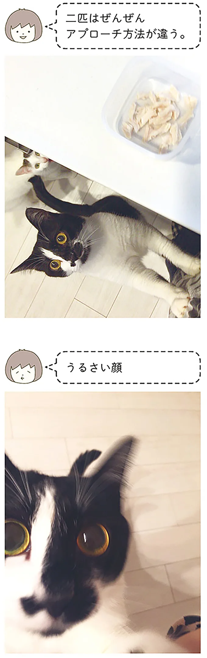 『うちの猫がまた変なことしてる。』 13299137.webp