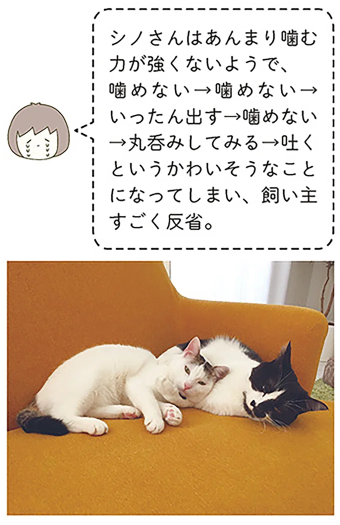 『うちの猫がまた変なことしてる。』 13299178.webp