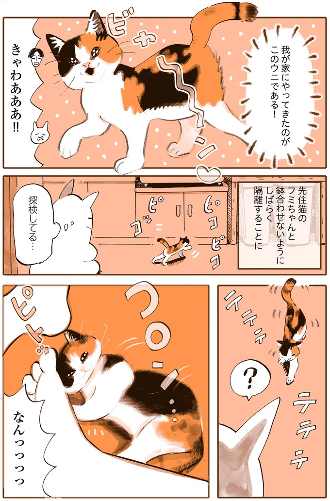 「赤ちゃん猫の破壊力やばし」あまりにかわいい子猫の行動。ただ先住猫との相性は／うちの猫は仲が悪い 13301174.webp