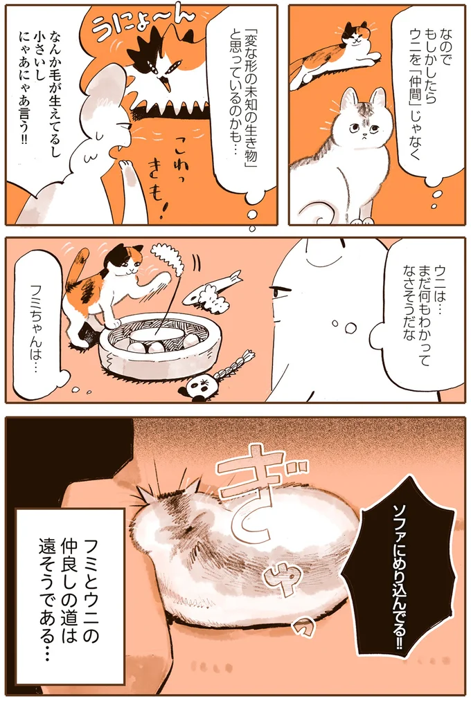 「赤ちゃん猫の破壊力やばし」あまりにかわいい子猫の行動。ただ先住猫との相性は／うちの猫は仲が悪い 13301178.webp