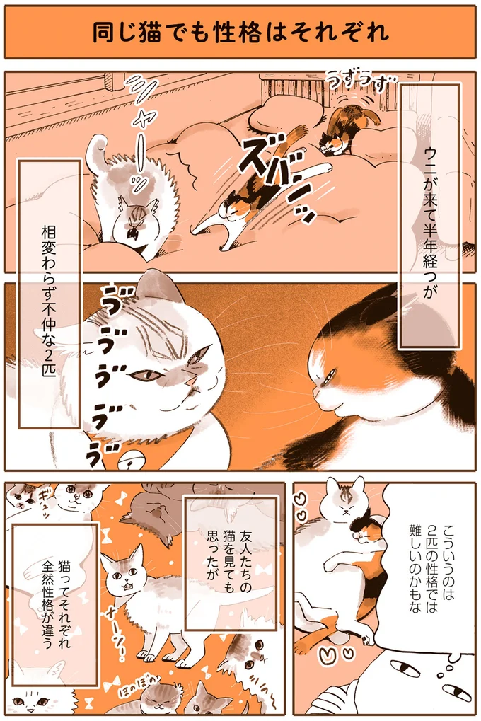 我が家の猫たちはビビリ＆怖いもの知らず。性格が真逆で仲は...／うちの猫は仲が悪い 13301181.webp