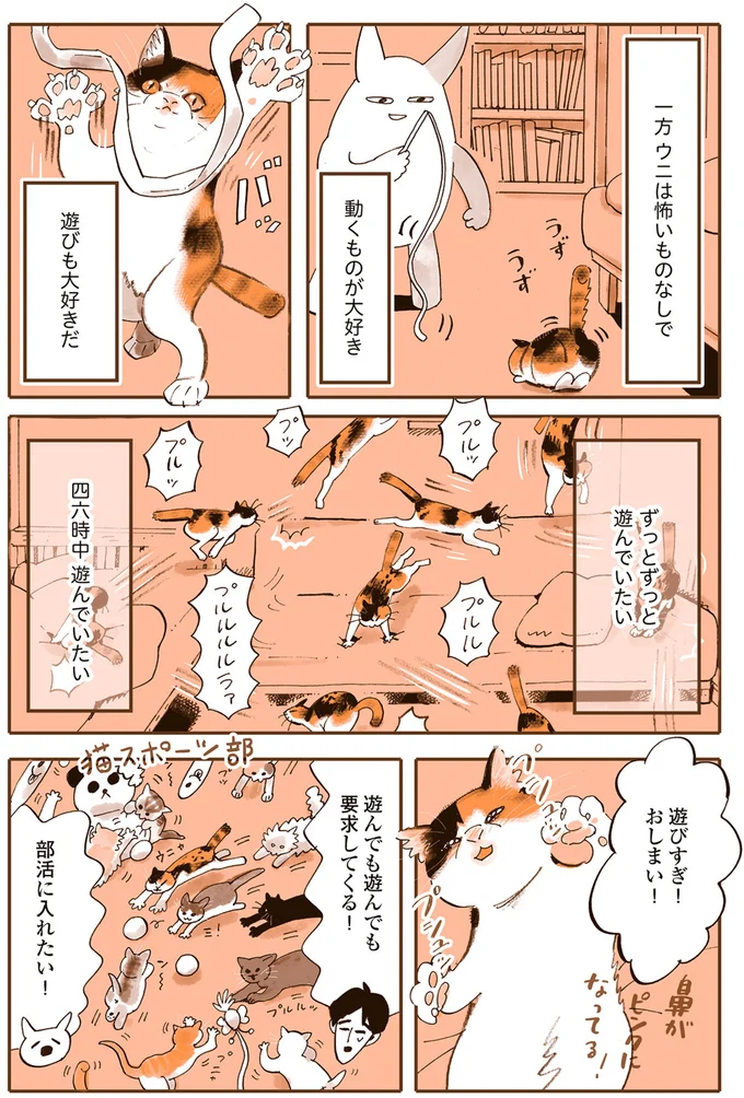 我が家の猫たちはビビリ＆怖いもの知らず。性格が真逆で仲は...／うちの猫は仲が悪い 13301183.webp