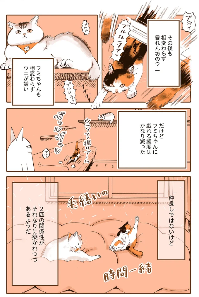 我が家の猫たちはビビリ＆怖いもの知らず。性格が真逆で仲は...／うちの猫は仲が悪い 13301186.webp