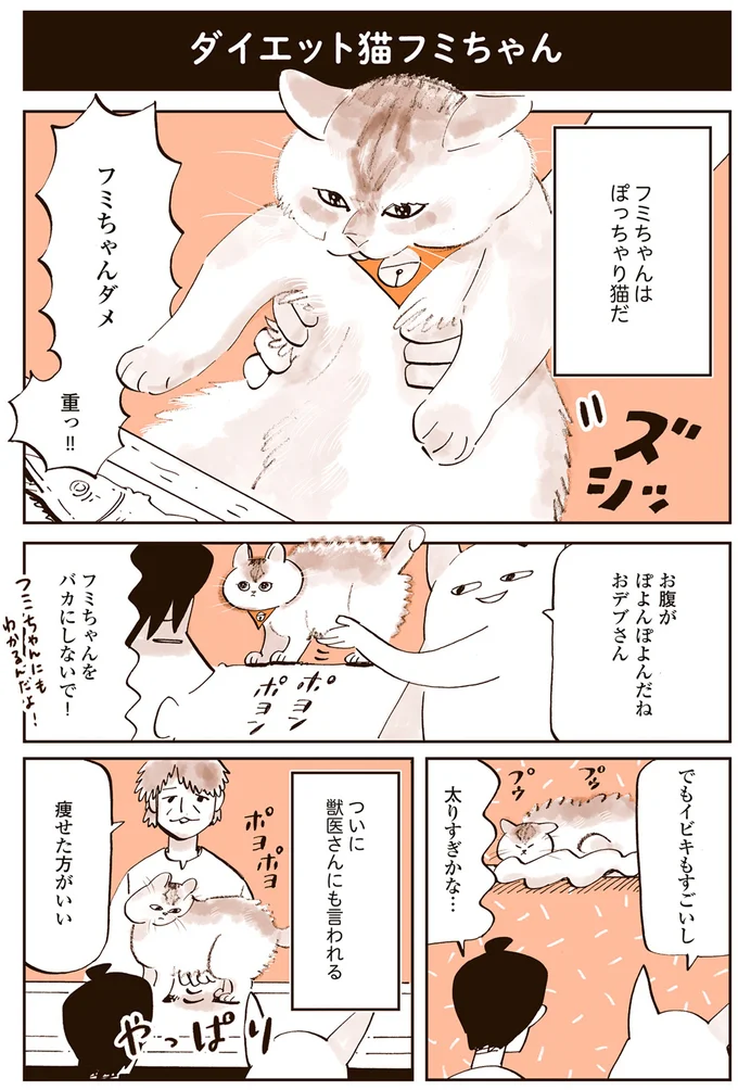 ぽっちゃり猫のフミちゃん。ポヨポヨお腹はかわいいけど太りすぎ？／うちの猫は仲が悪い 13301189.webp