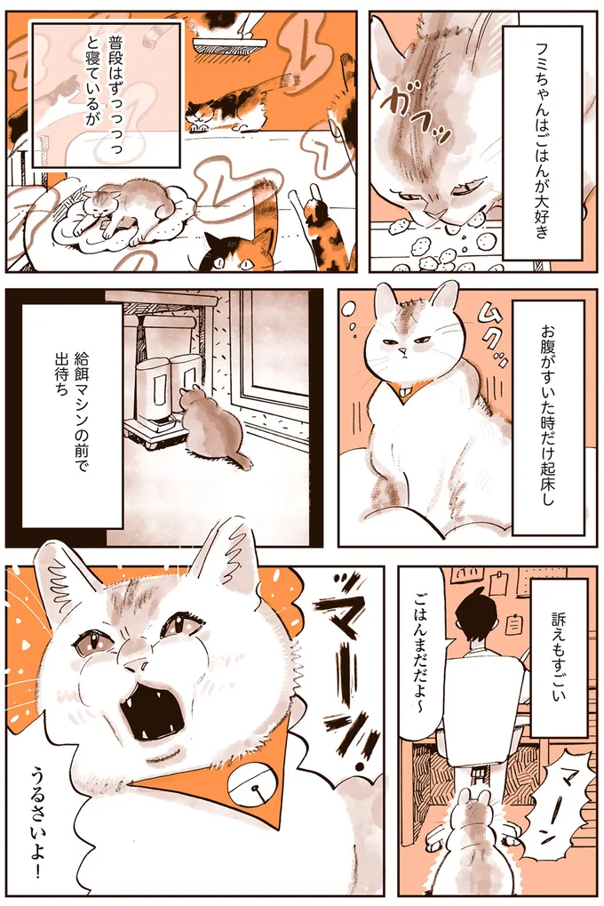 ぽっちゃり猫のフミちゃん。ポヨポヨお腹はかわいいけど太りすぎ？／うちの猫は仲が悪い 13301190.webp