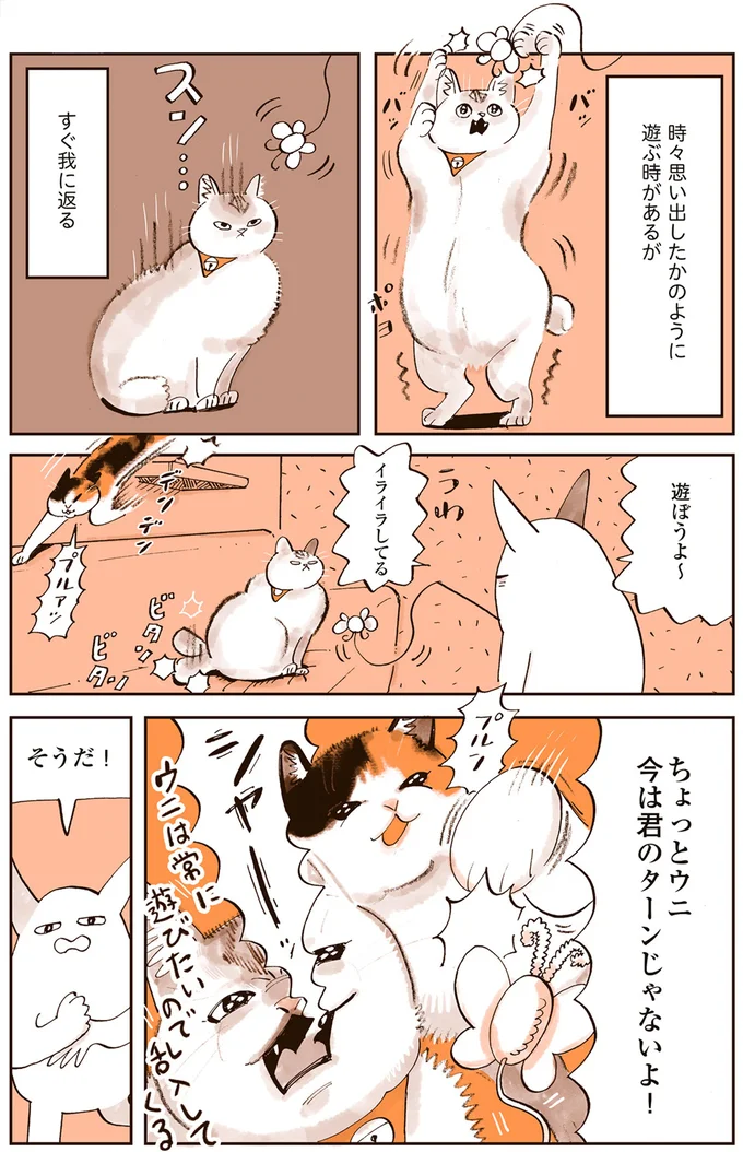 ぽっちゃり猫のフミちゃん。ポヨポヨお腹はかわいいけど太りすぎ？／うちの猫は仲が悪い 13301192.webp