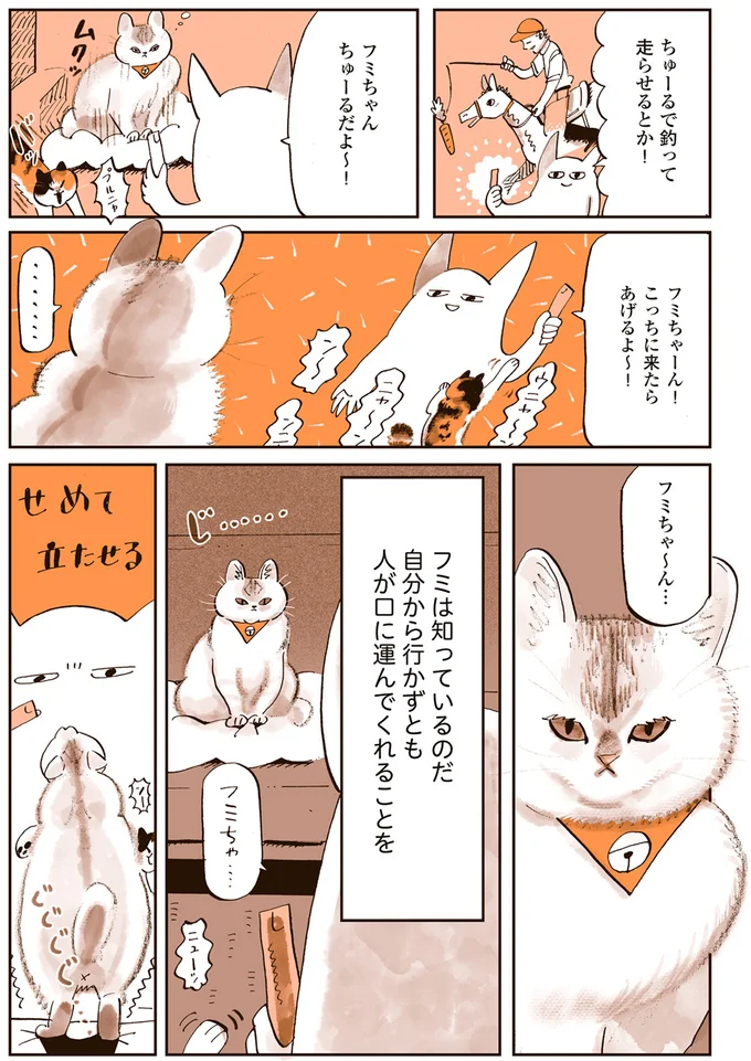 ぽっちゃり猫のフミちゃん。ポヨポヨお腹はかわいいけど太りすぎ？／うちの猫は仲が悪い 13301193.webp