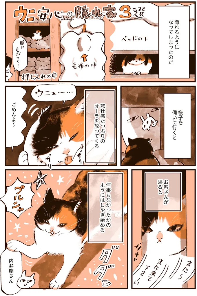 うちの猫たちのギャップの愛しさよ...来客時の対応が不思議／うちの猫は仲が悪い 13301213.webp