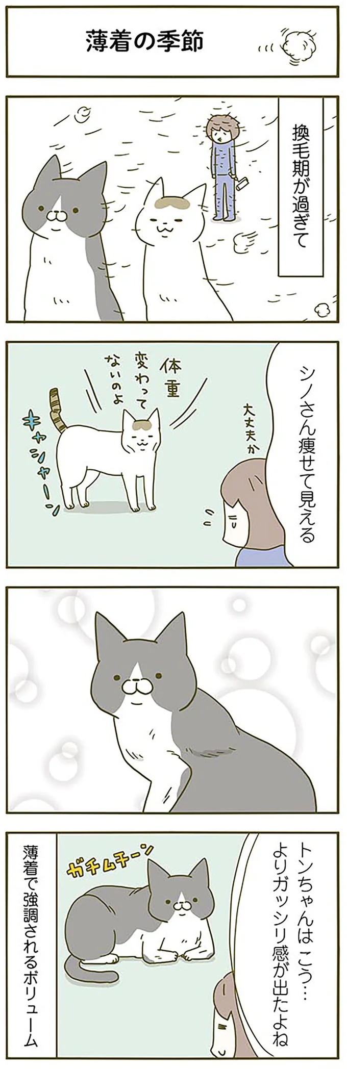 猫飼いが朝に気付いた。顔がコチョコチョする時期...「おいでなすったな」／うちの猫がまた変なことしてる。2 13312130.webp