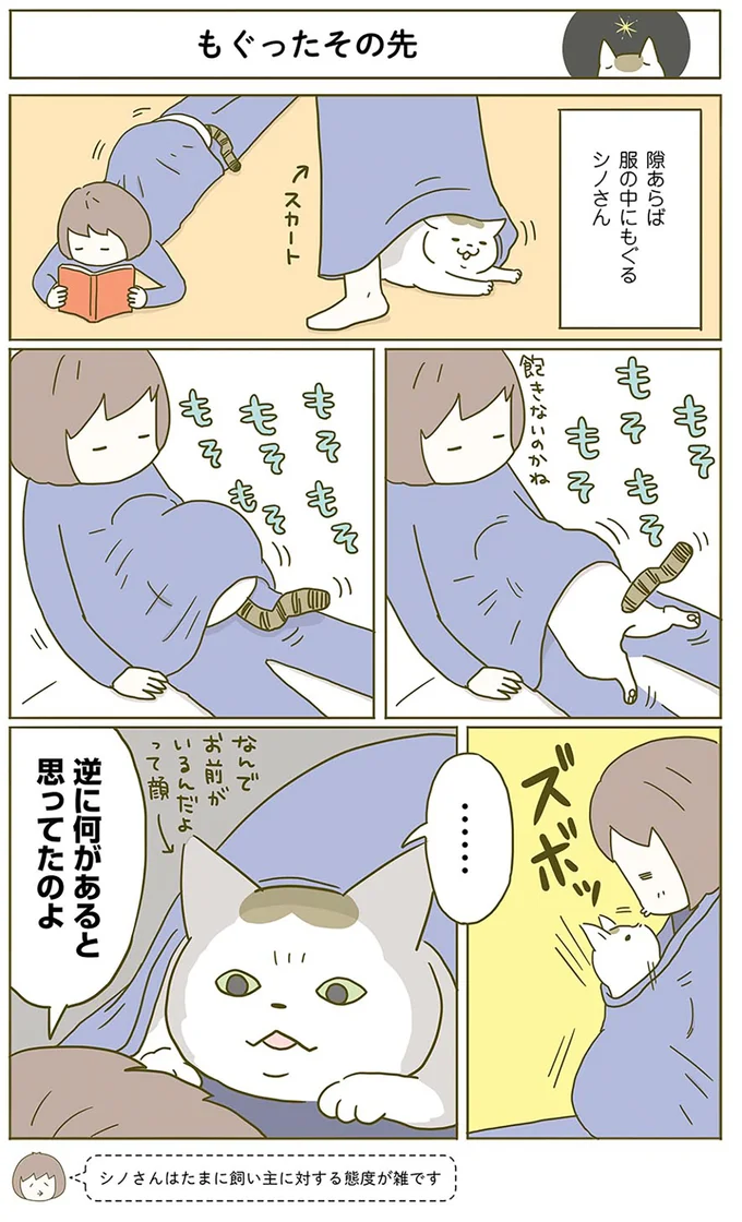 「ほんとに怖いからやめてほしい」猫の怖い話／うちの猫がまた変なことしてる。2 13312152.webp