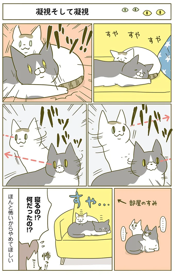 「ほんとに怖いからやめてほしい」猫の怖い話／うちの猫がまた変なことしてる。2 13312154.webp