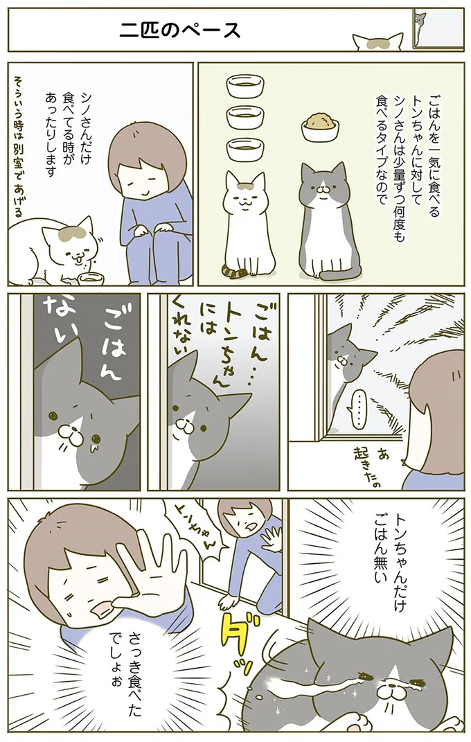 『うちの猫がまた変なことしてる。』 13312646.webp