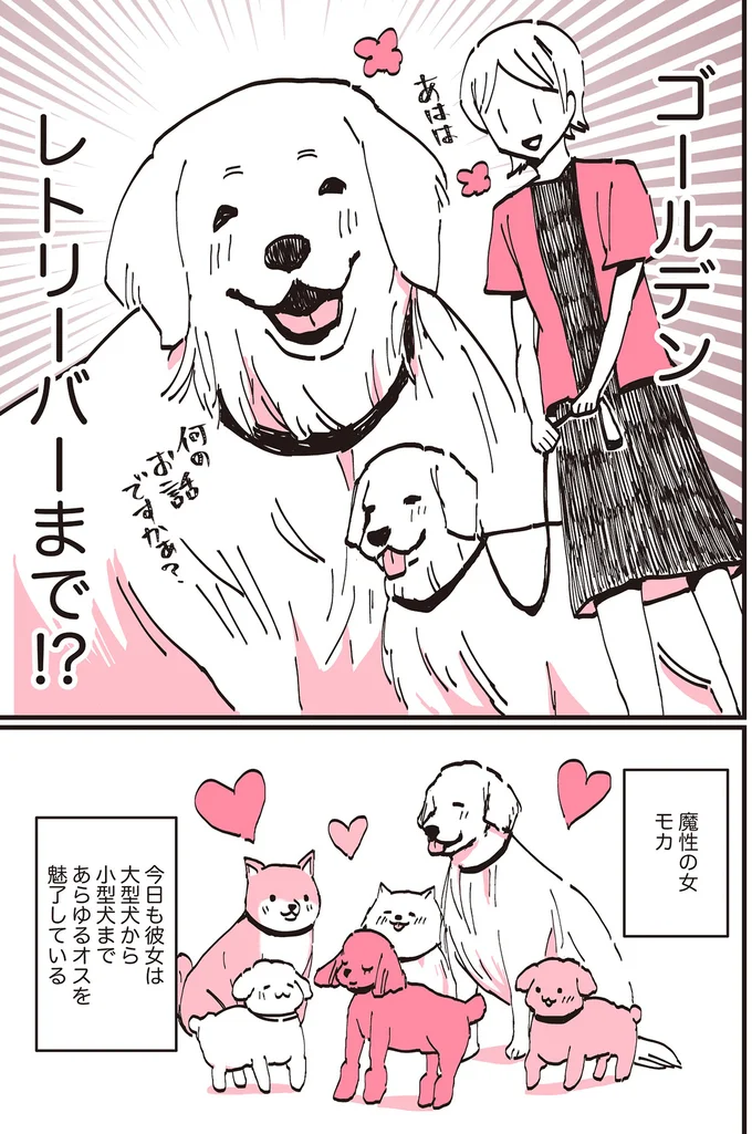 愛犬が「メスを意識した顔」に!? 町内に知れ渡る、トイプー界の「魔性の女」／うちのトイプーがアイドルすぎる。 13361827.webp