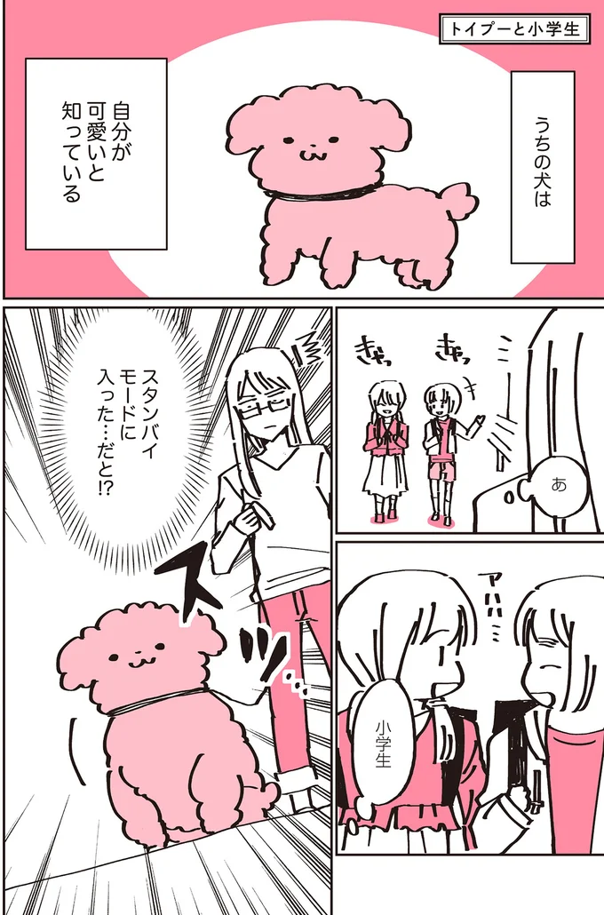 『うちのトイプーがアイドルすぎる。』 13361851.webp