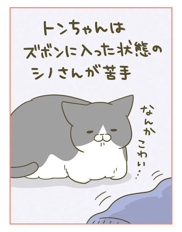 『うちの猫がまた変なことしてる。』 13364581.webp