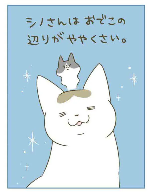 『うちの猫がまた変なことしてる。』 13364609.webp