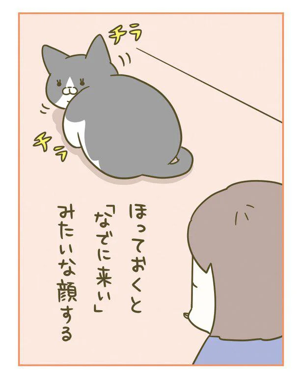 『うちの猫がまた変なことしてる。』 13364743.webp