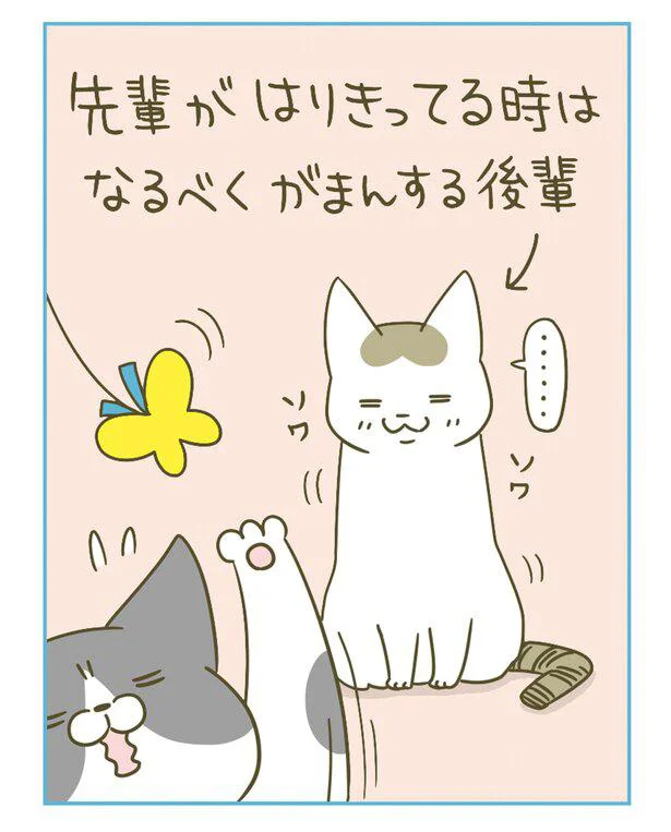 『うちの猫がまた変なことしてる。』 13364748.webp