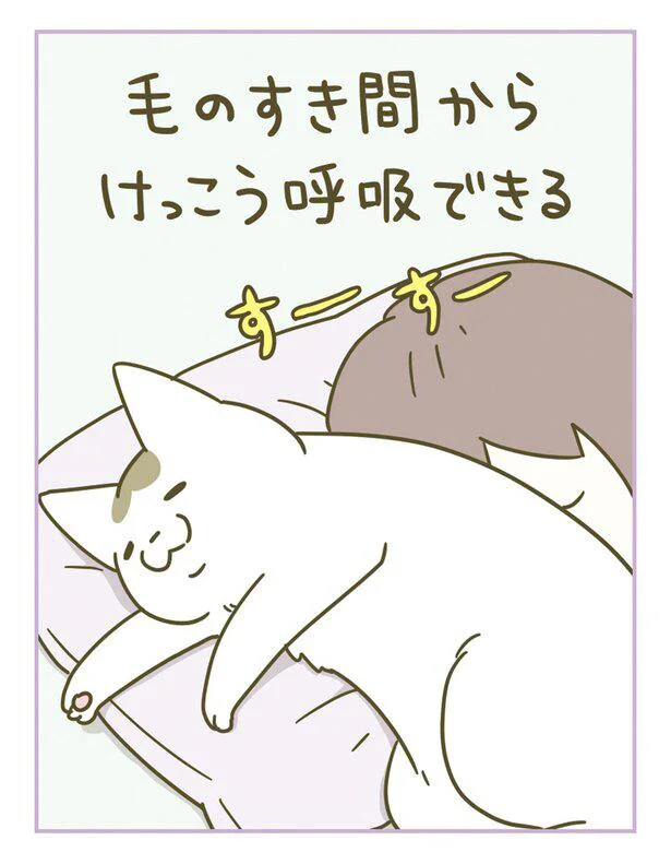 『うちの猫がまた変なことしてる。』 13364929.webp