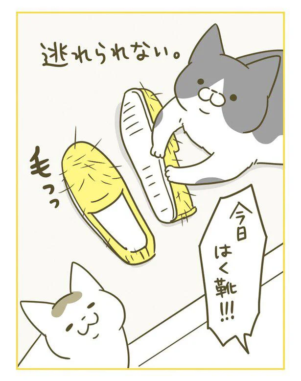 『うちの猫がまた変なことしてる。』 13365121.webp