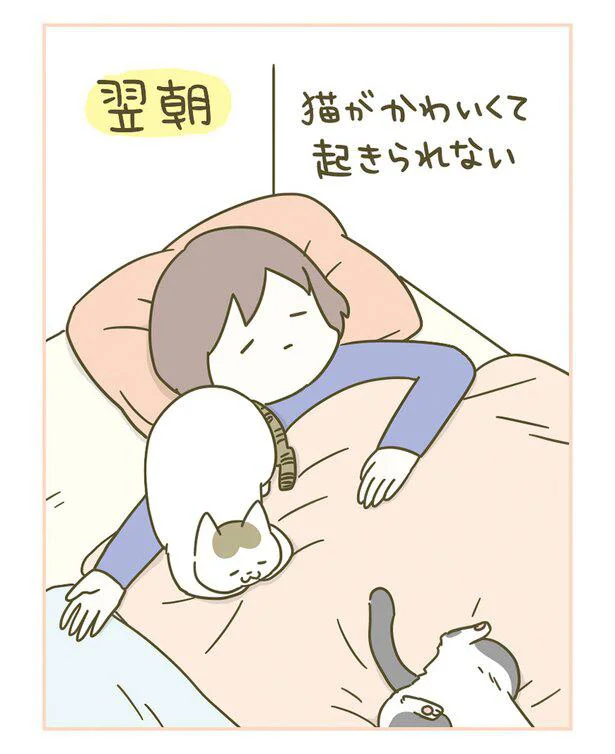 『うちの猫がまた変なことしてる。』 13365446.webp