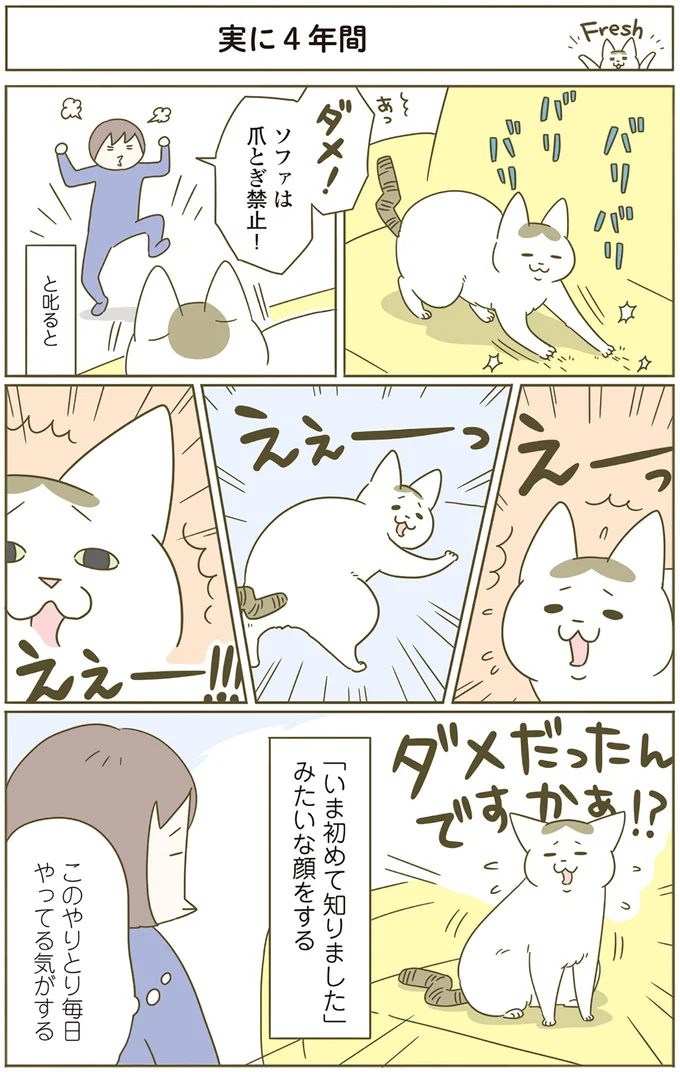 「ダメだったんですかぁ？」猫は意外と表情豊か。そして演技派／うちの猫がまた変なことしてる。4 13397893.webp