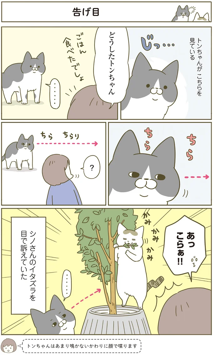 「ダメだったんですかぁ？」猫は意外と表情豊か。そして演技派／うちの猫がまた変なことしてる。4 13397894.webp