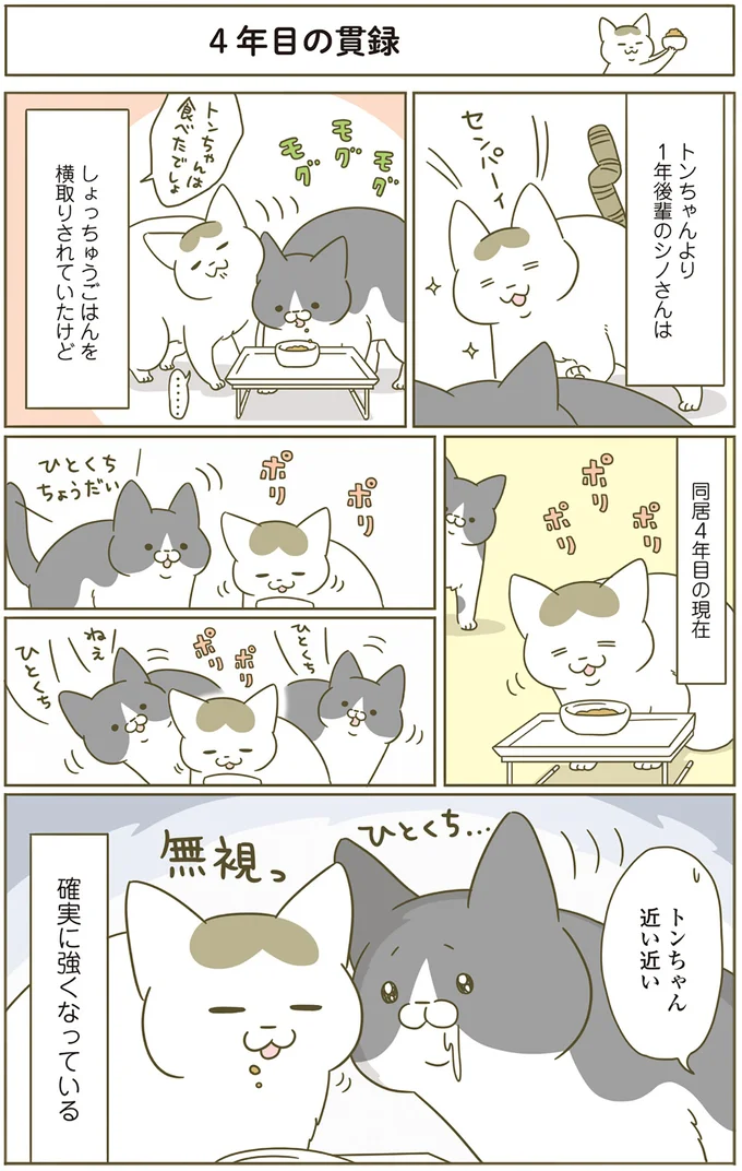 先輩猫と後輩猫の「変化」。昔はご飯を横取りされていたけど...／うちの猫がまた変なことしてる。4 13398129.webp