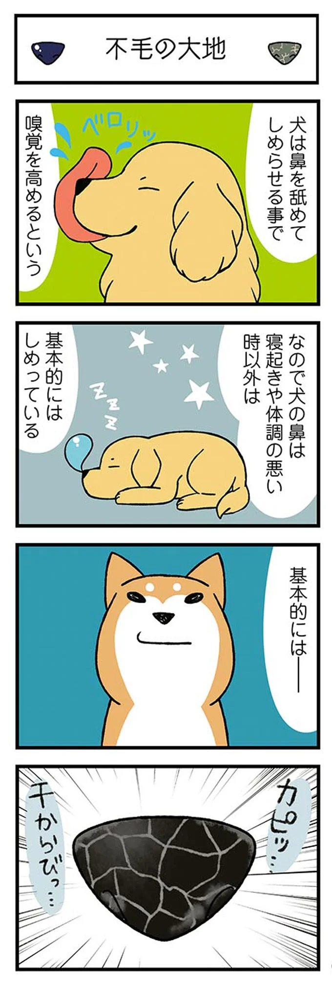 『ドヤ顔柴犬どんぐり』 13443853.webp