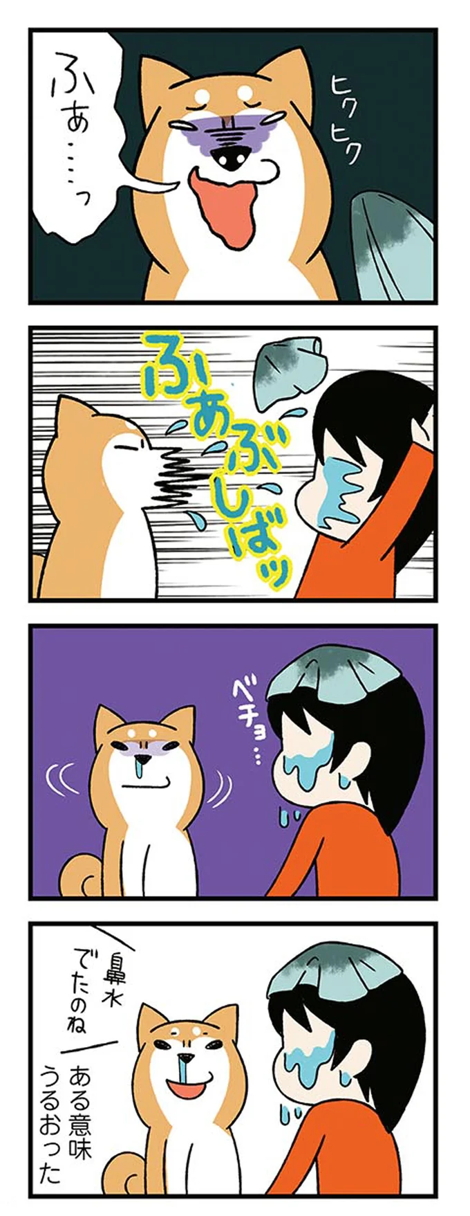 『ドヤ顔柴犬どんぐり』 13443857.webp