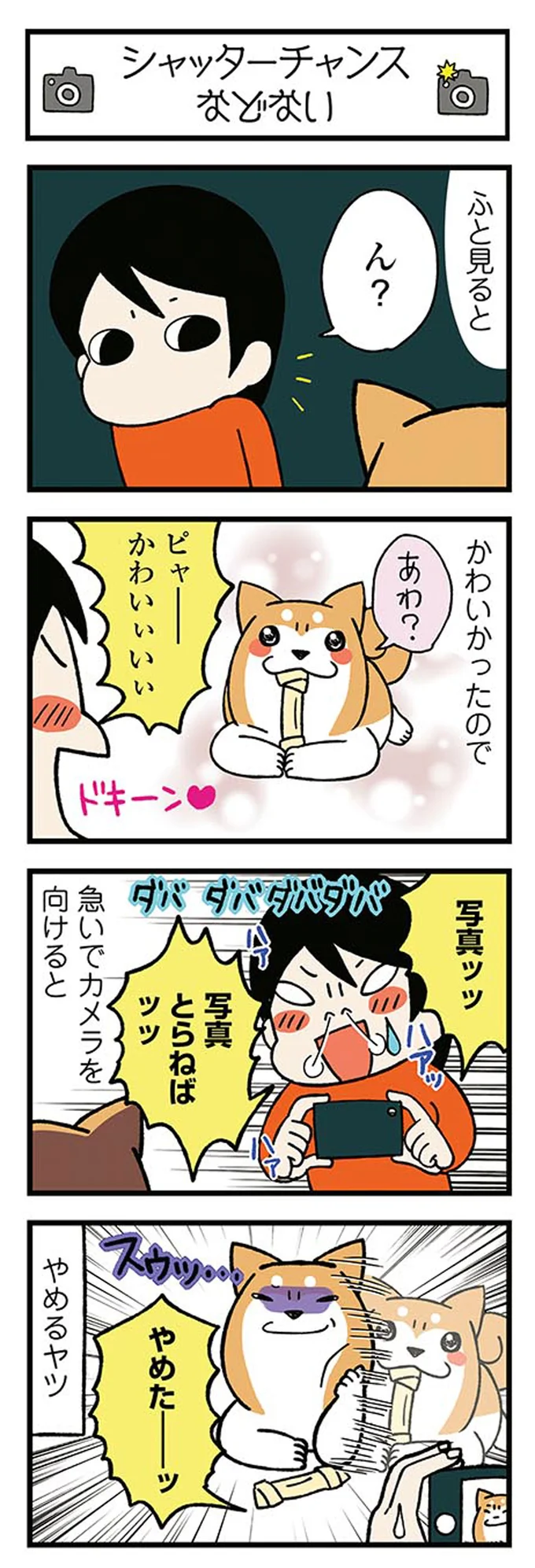 「あれ!?」柴犬についた寝グセ。え、そこなの...？／ドヤ顔柴犬どんぐり 13445740.webp