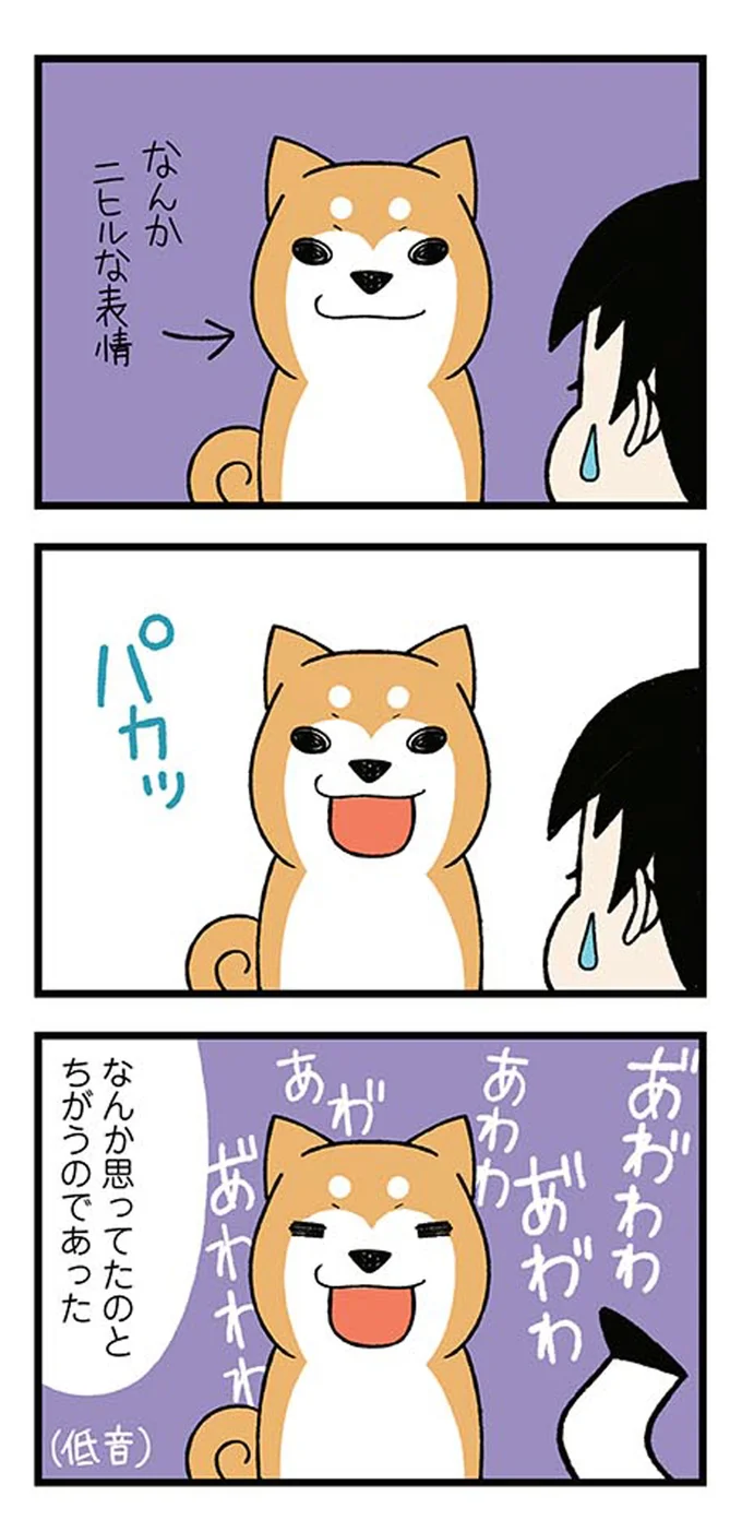 うちの柴犬が起こした「バナナ事件」。バナナをくわえた愛犬をスルーしたら悲劇が／ドヤ顔柴犬どんぐり 13445873.webp