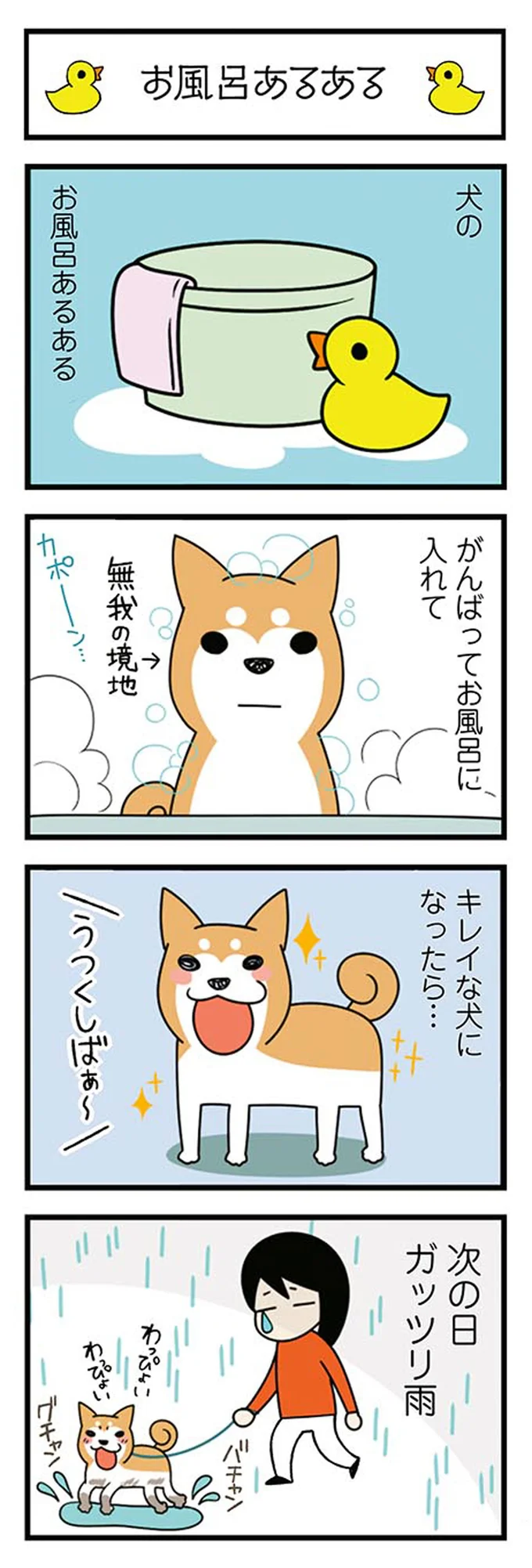 犬をがんばってお風呂に入れてキレイにした。なぜこうなるのか／ドヤ顔柴犬どんぐり 13446186.webp