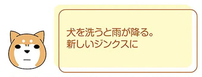 犬をがんばってお風呂に入れてキレイにした。なぜこうなるのか／ドヤ顔柴犬どんぐり 13446187.webp