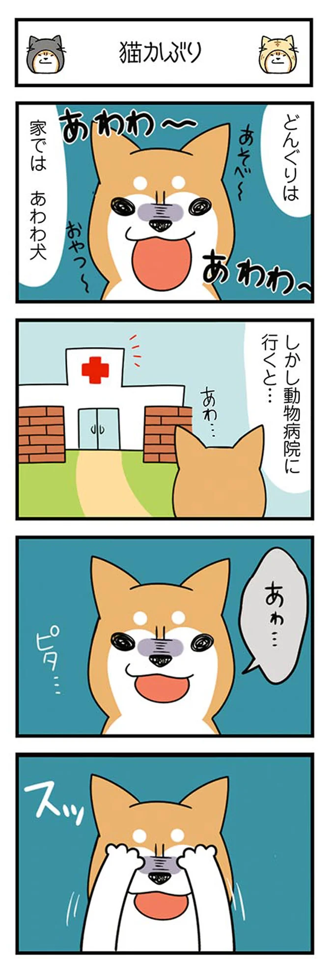 「くぅ～ん」って、えっ？ うちの柴犬は動物病院に行くと...／ドヤ顔柴犬どんぐり 13446206.webp