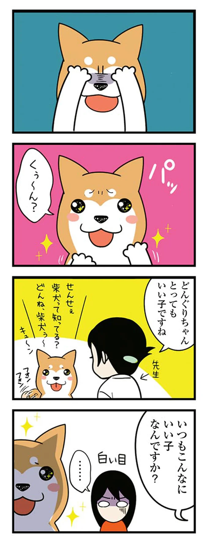 「くぅ～ん」って、えっ？ うちの柴犬は動物病院に行くと...／ドヤ顔柴犬どんぐり 13446207.webp