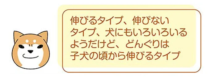 「くぅ～ん」って、えっ？ うちの柴犬は動物病院に行くと...／ドヤ顔柴犬どんぐり 13446210.webp