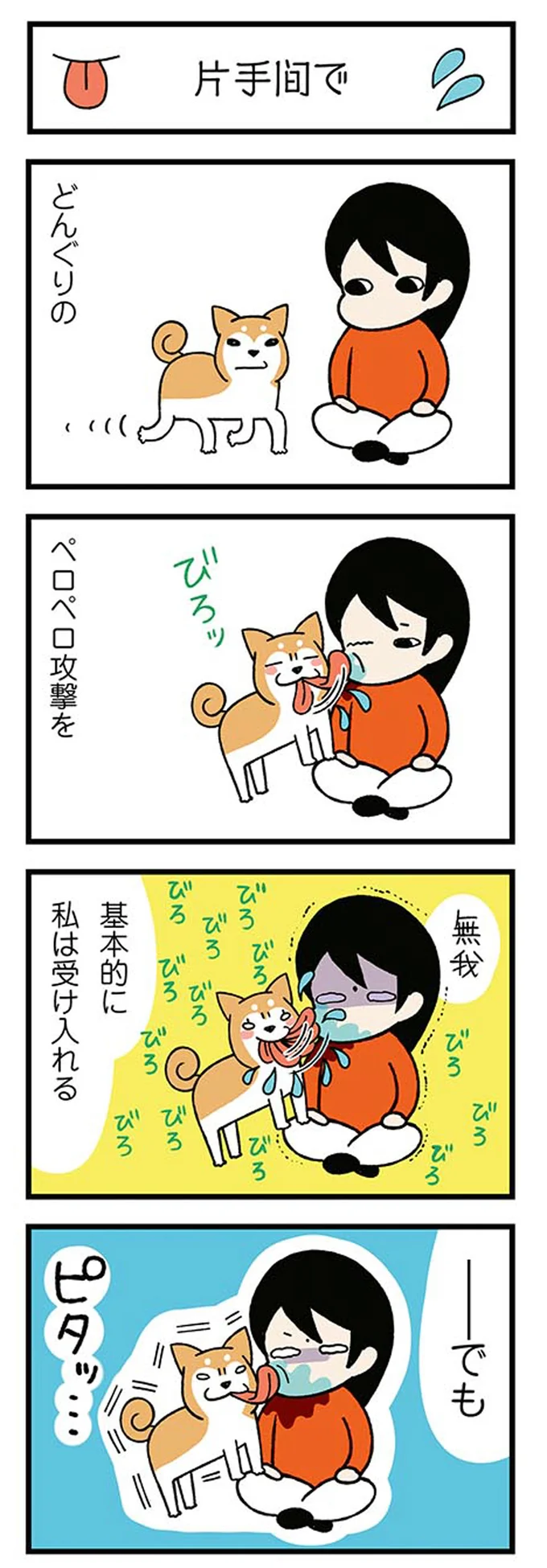 愛犬が顔をペロペロ。でも時々あるこれは...どういうこと？／ドヤ顔柴犬どんぐり 13446212.webp